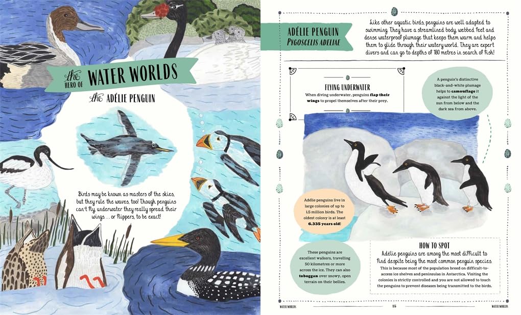 Fly: A Child's Guide to Birds (In Our Nature) - Ages 5+