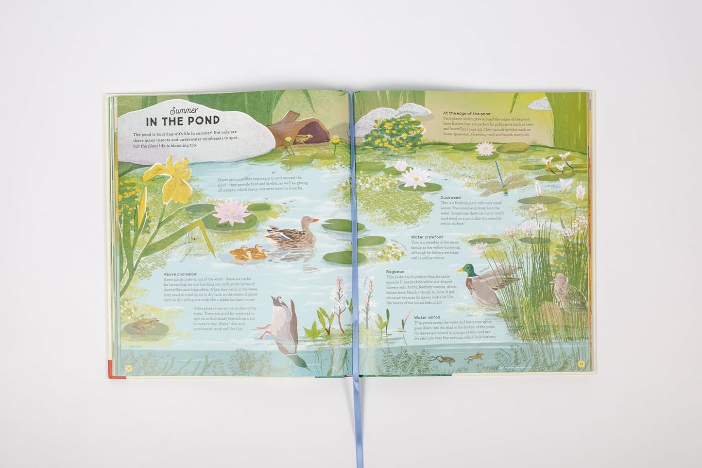 National Trust: A Story of the Seasons : Discover nature through the year - Ages 7+