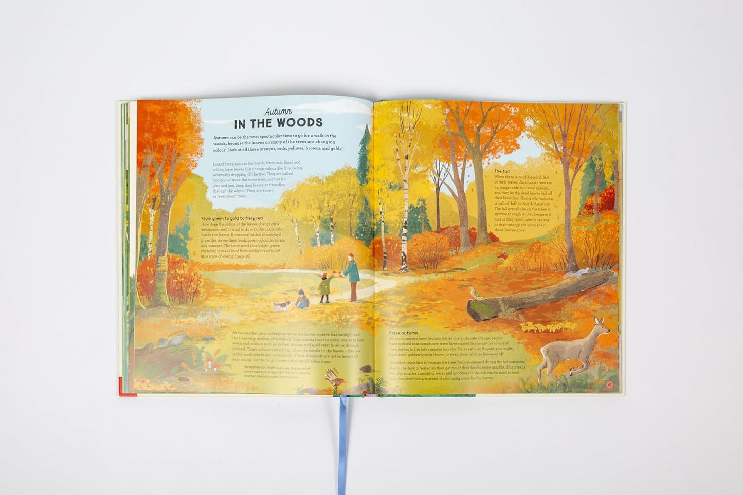 National Trust: A Story of the Seasons : Discover nature through the year - Ages 7+