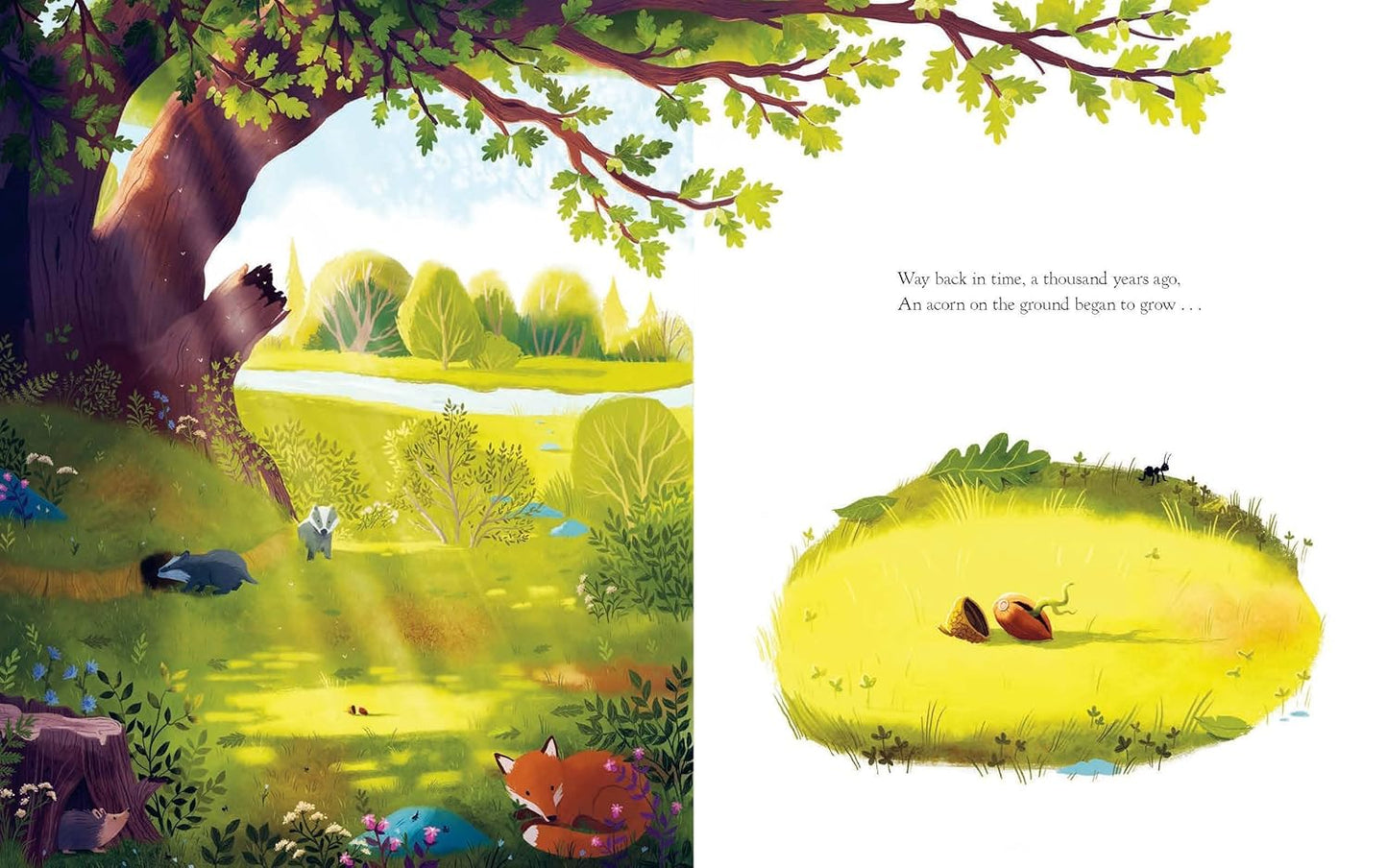 The Oak Tree - Ages 3+
