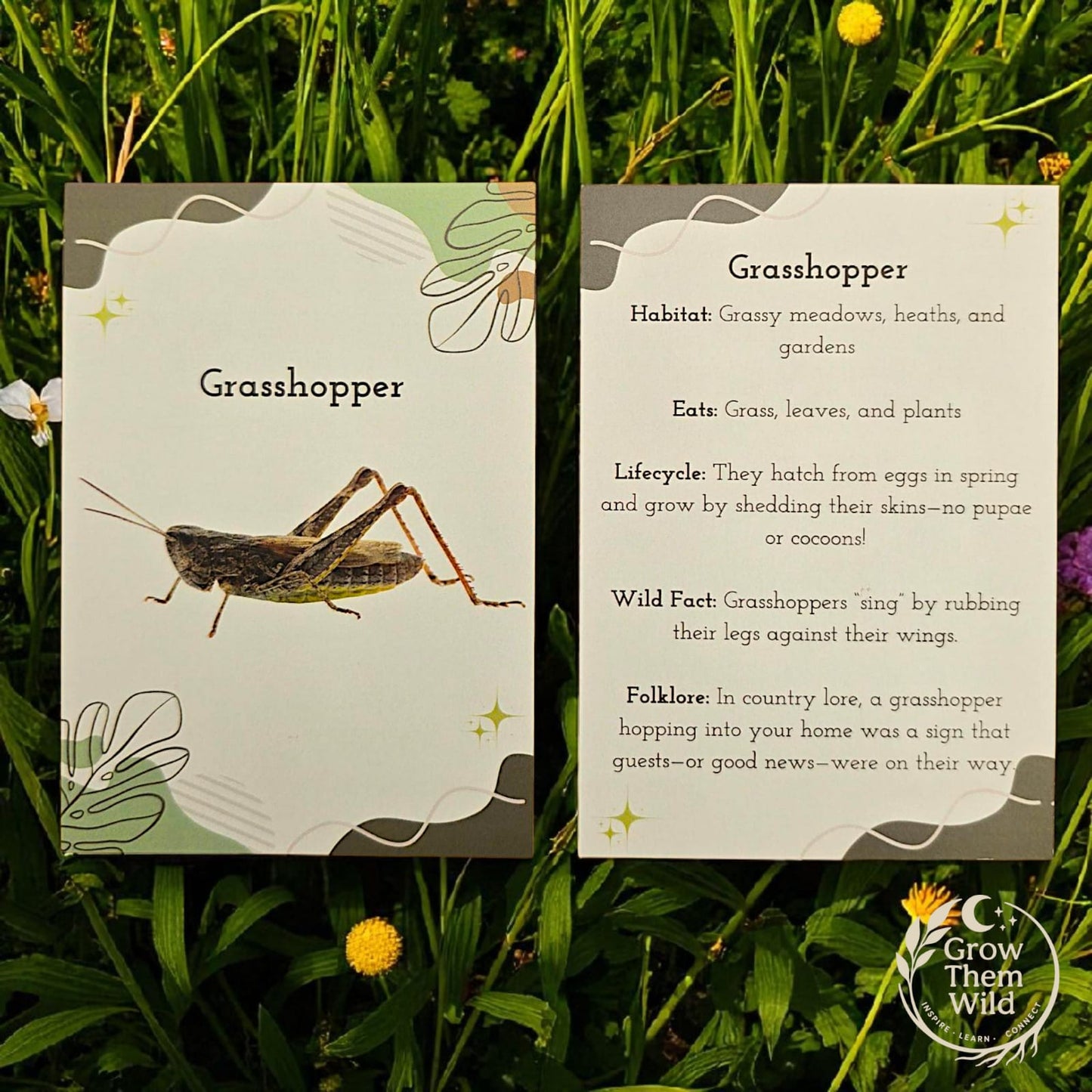 Nature Facts & Folkore - Summer Visitors